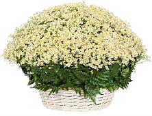 Цветочная композиция из Ромашки в корзине #REPLACE_PRED# Киренске